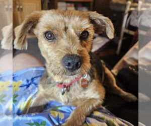 Mutt Dogs for adoption in Fargo, ND, USA