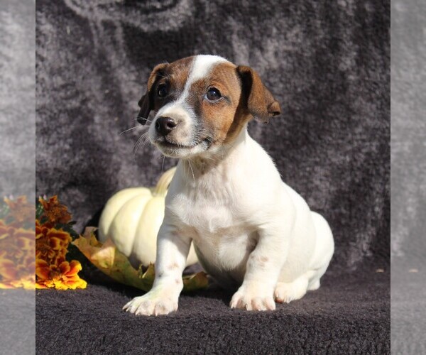 Medium Photo #3 Jack Russell Terrier Puppy For Sale in LEBANON, PA, USA