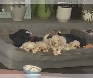 Pekingese Puppy for Sale in COLUMBIA, South Carolina USA