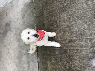 Goldendoodle Puppy for sale in RICHMOND, TX, USA