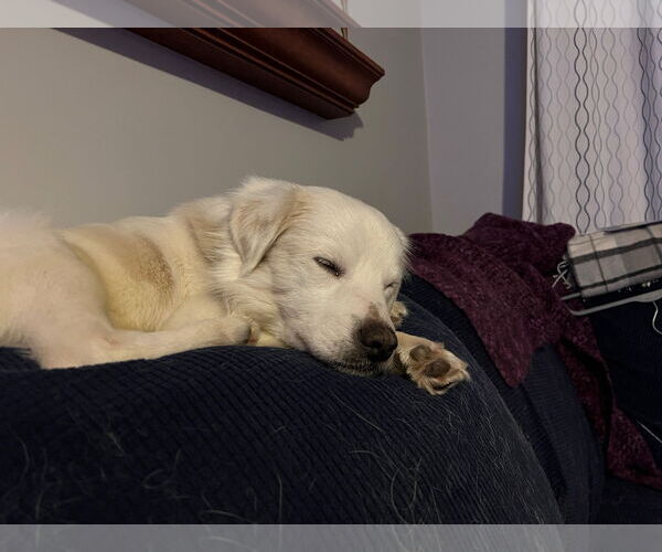 Medium Photo #3 Great Pyrenees-Unknown Mix Puppy For Sale in Brooklyn Center, MN, USA