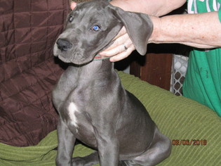Great Dane Puppy for sale in HAMILTON, MI, USA