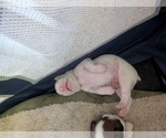 Small #7 Boxer