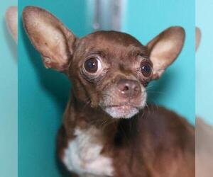 Chihuahua Dogs for adoption in San Antonio, TX, USA