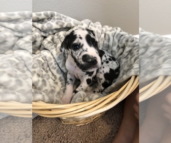 Medium Photo #8 Great Dane Puppy For Sale in RIVERVIEW, FL, USA