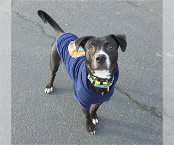 Medium Photo #1 Mutt Puppy For Sale in McKinleyville, CA, USA