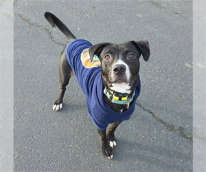 Mutt Dogs for adoption in McKinleyville, CA, USA