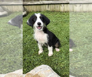 Mutt Dogs for adoption in Aurora, IN, USA