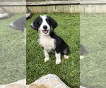 Small Mutt