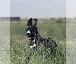 Small #4 Great Dane