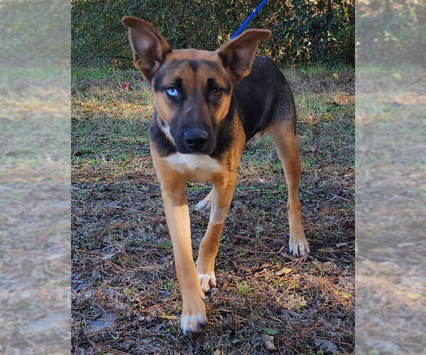 Medium Photo #1 Siberian Husky-Unknown Mix Puppy For Sale in Wetumpka, AL, USA