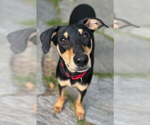Miniature Pinscher-Unknown Mix Dogs for adoption in Wakefield, RI, USA