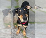 Small Miniature Pinscher Mix