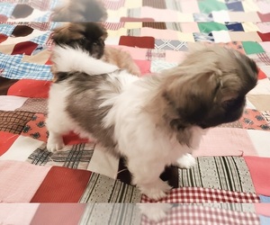 Pekingese Puppy for sale in SALEM, MO, USA