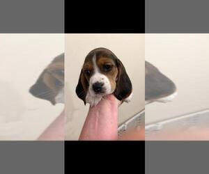 Bagle Hound-Basset Hound Mix Puppy for sale in SILOAM SPRINGS, AR, USA