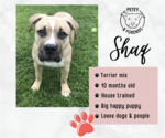 Small #5 Mastiff Mix
