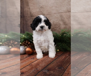 Cavapoo (Toy) Puppy for sale in WEST SALEM, OH, USA