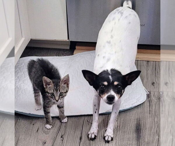 Medium Photo #1 Rat Terrier Puppy For Sale in Atlanta, GA, USA