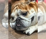 Small #2 Bulldog