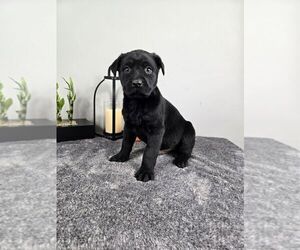 Labrador Retriever Puppy for sale in FRANKLIN, IN, USA