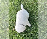 Small Photo #4 Great Pyrenees-Newfoundland Mix Puppy For Sale in ORLANDO, FL, USA