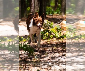 Father of the Border Collie puppies born on 03/14/2026