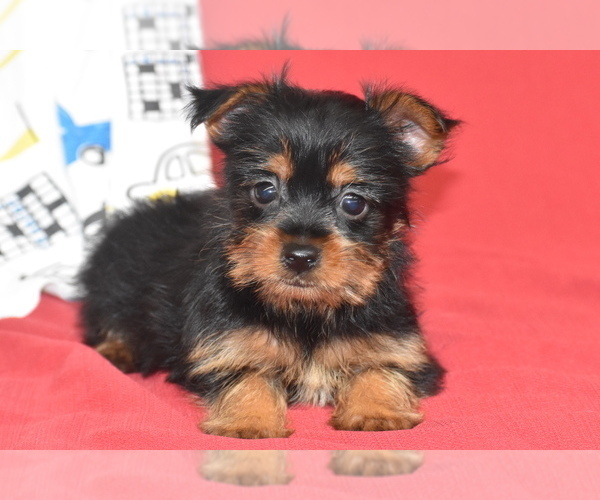 Medium Photo #3 Yorkshire Terrier Puppy For Sale in ELDORADO, OH, USA
