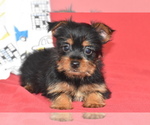 Small #2 Yorkshire Terrier