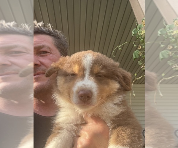 Medium Photo #2 Australian Shepherd Puppy For Sale in DAYTON, OH, USA