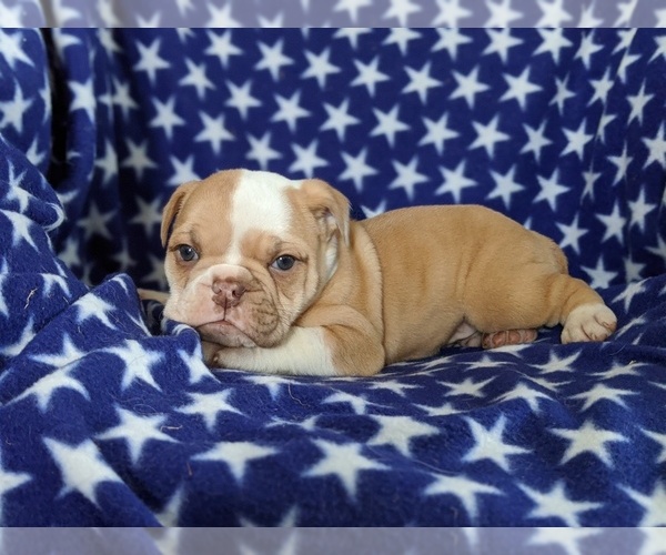 Medium Photo #2 English Bulldog Puppy For Sale in COCHRANVILLE, PA, USA