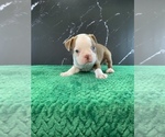 Small Photo #12 Boston Terrier Puppy For Sale in TULARE, CA, USA
