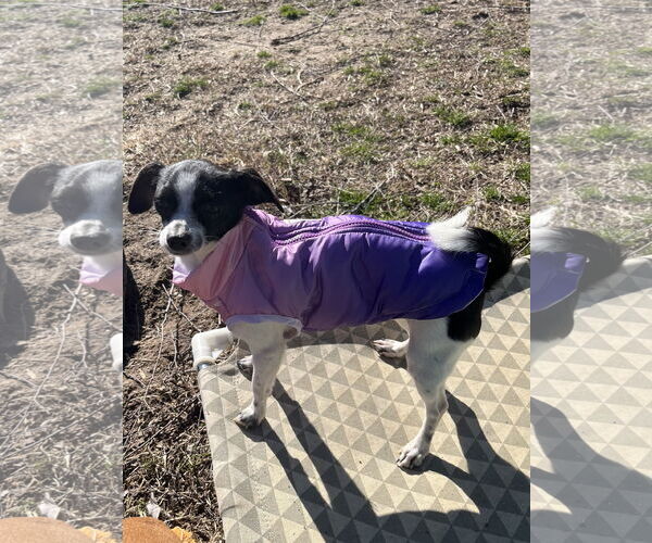 Medium Photo #4 Chihuahua-Unknown Mix Puppy For Sale in Holly Springs, NC, USA