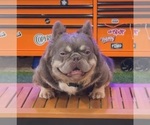 Small Photo #1 French Bulldog Puppy For Sale in MIAMI, FL, USA