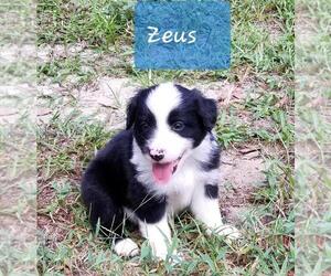 Australian Shepherd Puppy for sale in BROOKSVILLE, FL, USA