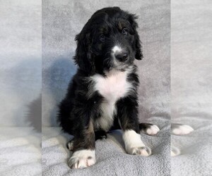 Bernedoodle Puppy for sale in PEORIA, AZ, USA