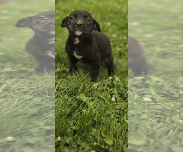 Medium Photo #2 Labrador Retriever-Unknown Mix Puppy For Sale in SHERBURNE, NY, USA
