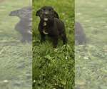 Small #1 Labrador Retriever Mix
