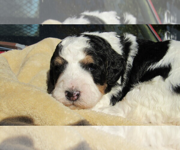 Medium Photo #2 Bernedoodle Puppy For Sale in BIG ROCK, IL, USA