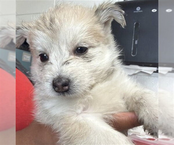 Medium Photo #1 Pembroke Welsh Corgi-Unknown Mix Puppy For Sale in San Bernardino, CA, USA