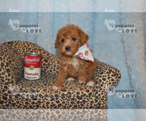 Poodle (Toy) Puppy for sale in SANGER, TX, USA