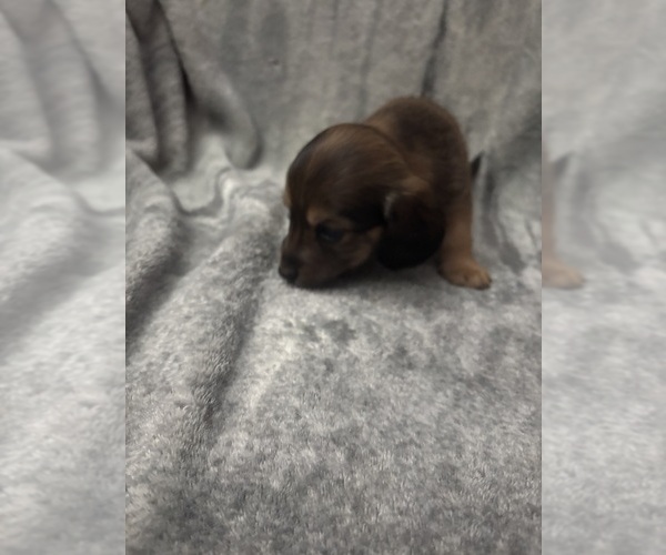Medium Photo #2 Chiweenie Puppy For Sale in ROANOKE, VA, USA