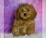 Small Photo #54 Goldendoodle (Miniature) Puppy For Sale in WARSAW, IN, USA