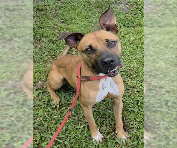 Medium Photo #1 American Staffordshire Terrier Puppy For Sale in Fort Lauderdale, FL, USA