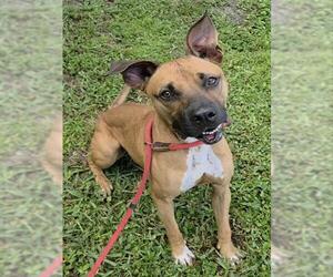 American Staffordshire Terrier Dogs for adoption in Fort Lauderdale, FL, USA