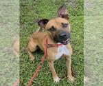 ELLIOTT - Male American Staffordshire Terrier Dog for Adoption - Small photo