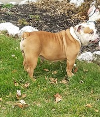 English Bulldog Puppy for sale in MAPLE HEIGHTS, OH, USA