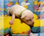 Small Photo #25 Dogo Argentino Puppy For Sale in JANE, MO, USA