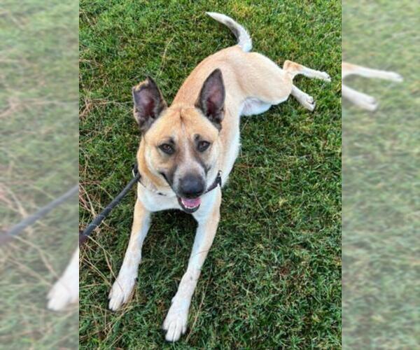 Medium Photo #6 German Shepherd Dog-Unknown Mix Puppy For Sale in Woodland, CA, USA
