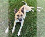 Small #5 German Shepherd Dog Mix