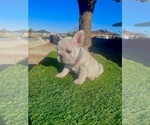 Small #4 French Bulldog
